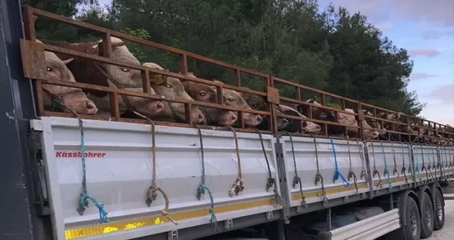 Boyabat’tan kurbanlık sevkiyatı başladı