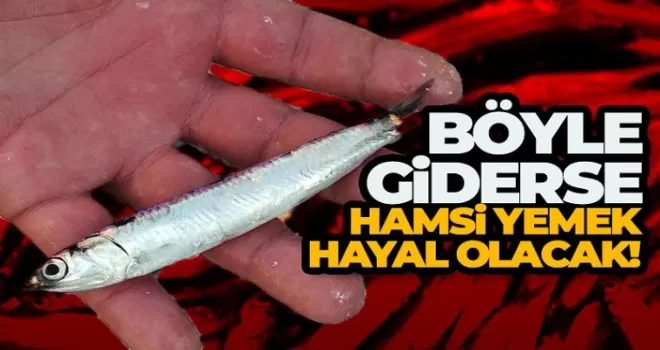 Böyle giderse hamsi yemek hayal olacak