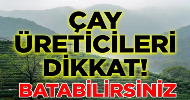 Bu Otu Temizlemeyen Çay Üreticileri Batacak: Çayın Gelişimini Etkiliyor!