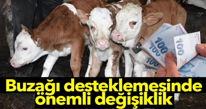 Buzağı Desteklemesinde Önemli Değişiklik