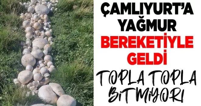 Çamlıyurt’a yağmur bereketiyle geldi! Yerden topla topla bitmiyor...