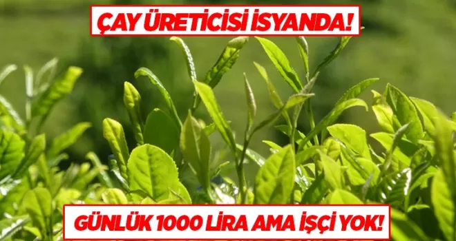 Çay hasadında işçi sorunu: Gençler bahçeye inmiyor