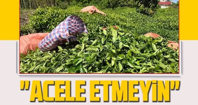 Çay kesimi için acele etmeyin!