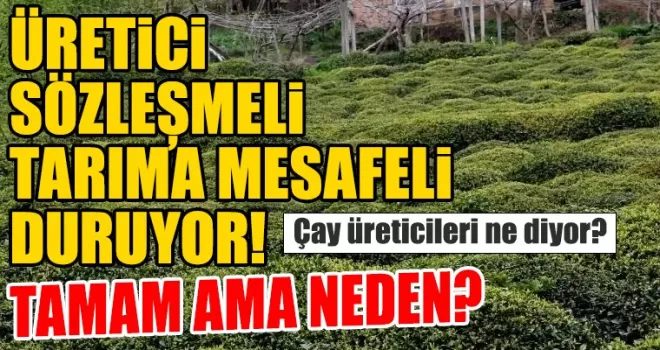 Çay Sektöründe Üretici Neden Mesafeli?