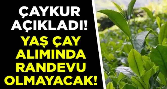 ÇAYKUR açıkladı: Yaş çay alımları randevulu olmayacak!