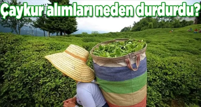 Çaykur alımları neden durdurdu?
