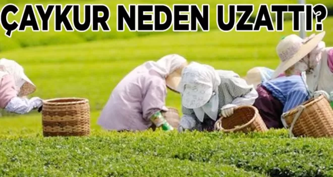 ÇAYKUR çayını bitiremeyen müstahsiller için süreyi uzattı