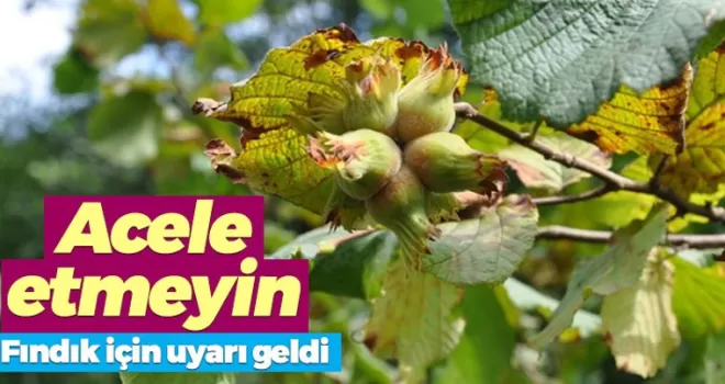 Çebi fındık üreticilerini uyardı: Acele etmeyin