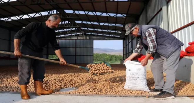 Ceviz bahçesi kuran emekli öğretmen yılda 20 ton ürün alıyor