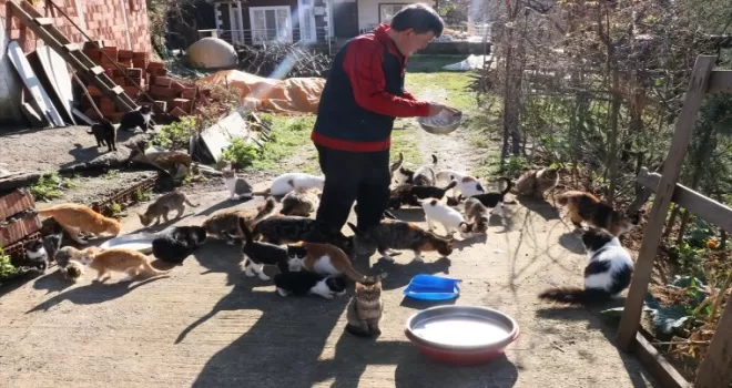 Çocuğu gibi gördüğü 50'den fazla kedi için köyünden ayrılmıyor