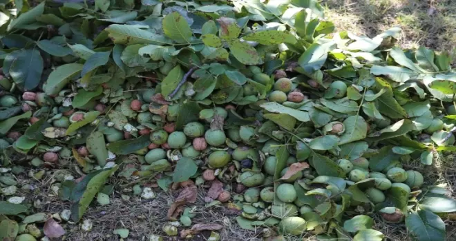 Coğrafi işaretli Niksar cevizinde 2 bin 500 ton rekolte bekleniyor