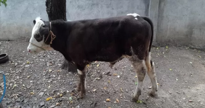 Çorum'da bağ evinden 24 hayvan çalan zanlı yakalandı