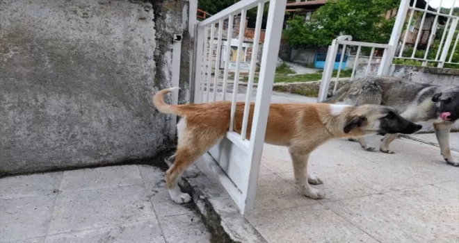 Çorum’da kapının demir parmaklıklarına sıkışan köpek kurtarıldı