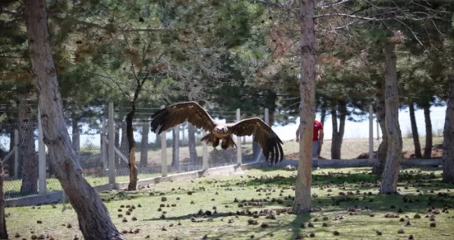 Çorum’da uçma yetisini kaybeden akbaba koruma altına alındı
