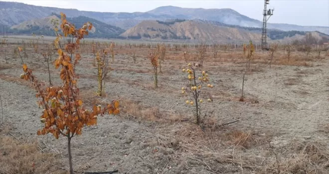 Çorum'un "Dodurga Beyi ayvası" ilçenin alternatif gelir kaynağı olacak