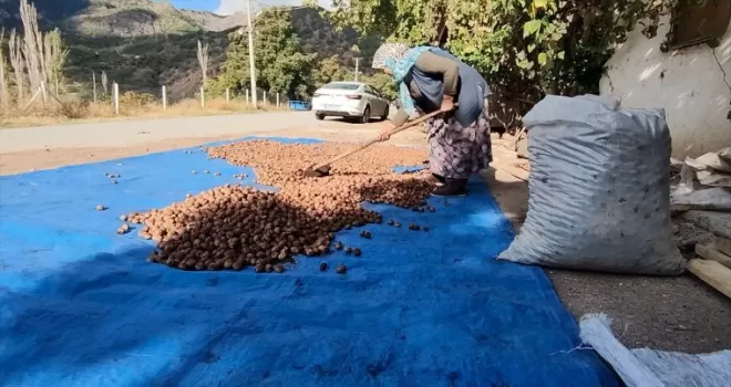 Çorum'un Oğuzlar ilçesinde 27 bin ton ceviz hasat edildi