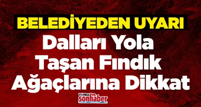 Dalları Yola Taşan  Fındık Ağaçlarına Dikkat