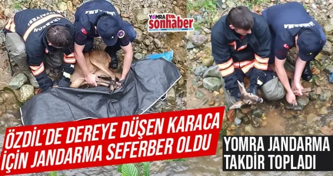 Dereye düşen Karaca için Jandarma seferber oldu