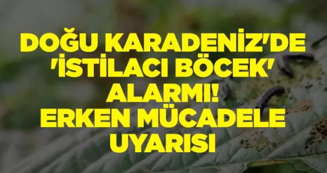 Doğu Karadeniz’de ’istilacı böcek’ alarmı!