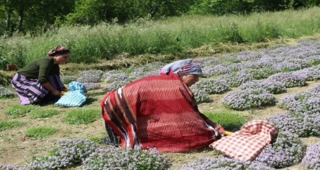 Doğu Karadeniz'de kalkınmaya 2023'te 1 milyar lira destek hedefleniyor