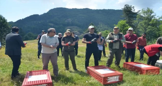 Düzce’de 500 kınalı keklik doğaya salındı