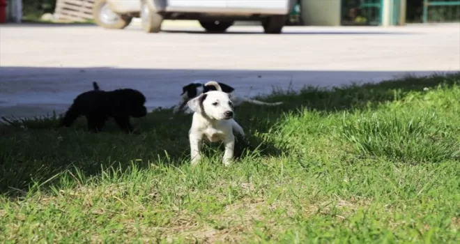 Düzce'de 9 ayda 210 köpek yeni yuvasına kavuşturuldu