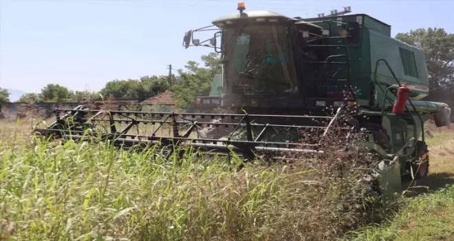 Düzce’de belediye arazisine ekilen buğdayın hasadı yapıldı