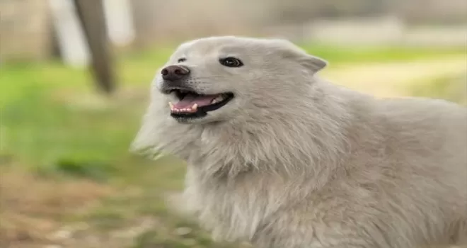 Düzce’de çatıda mahsur kalan köpek kurtarıldı