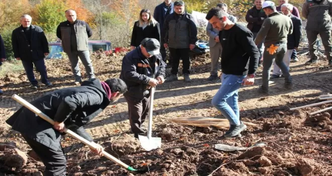 Düzce'de fidanlar toprakla buluşturuldu