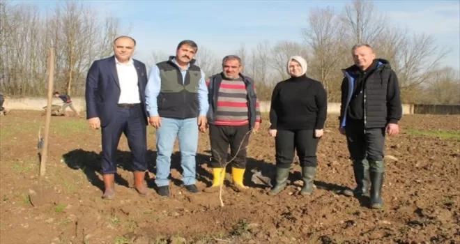 Düzce’de fındıkta verim ve kaliteyi arttırmak için “örnek bahçe“ kuruldu