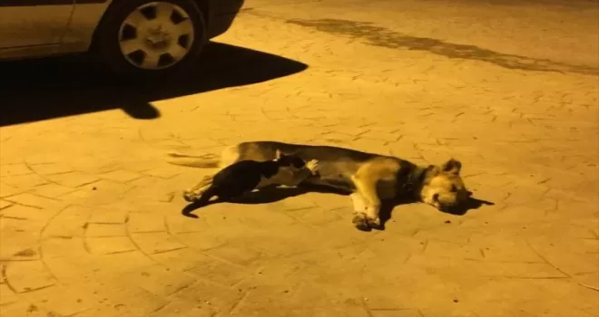 Düzce’de köpeğin 2 kedi yavrusunu emzirmesi cep telefonu kamerasına yansıdı
