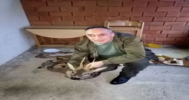 Düzce’de tellere takılan karacayı köylüler kurtardı