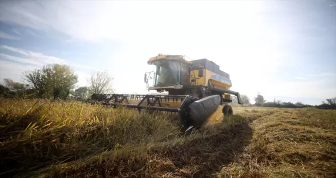 Düzce'de verimi sevindiren siyah pirinç daha çok üretilecek