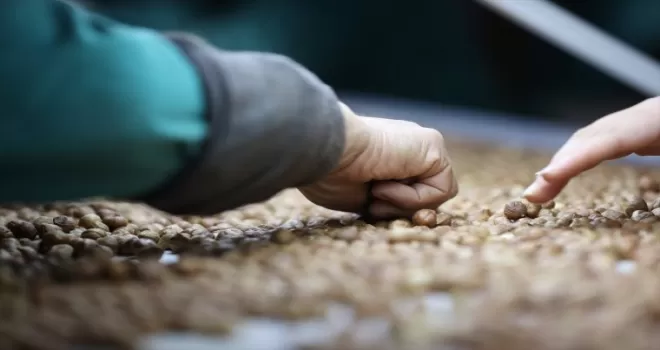 Düzce’den AB ülkelerine 9 ayda 3 bin 868 ton iç fındık ihraç edildi