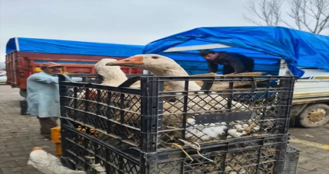 Eflani'de yetiştirilen kazlar Kars'a gönderiliyor