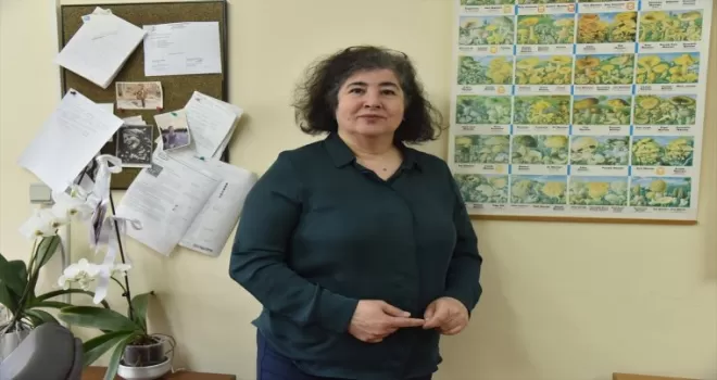 En çok zehirlenmeye yol açan mantar cinsi “köygöçüren“