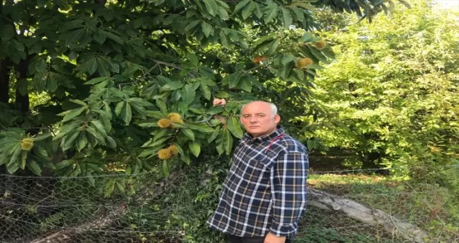 Erfelek kestanesinde rekoltenin 350 tona düşeceği öngörülüyor