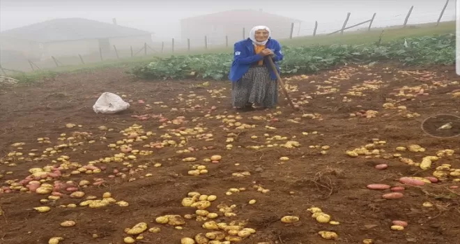 Espiye ve Güce'deki yaylalarda patates hasadı başladı