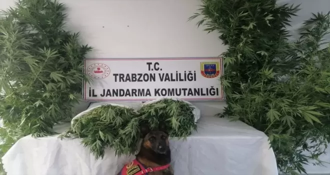 Evin çatısına saklanan uyuşturucu "Yatkın"dan kaçamadı