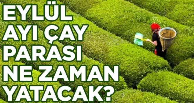 Eylül Ayı Çay Parası Ne Zaman Yatacak?