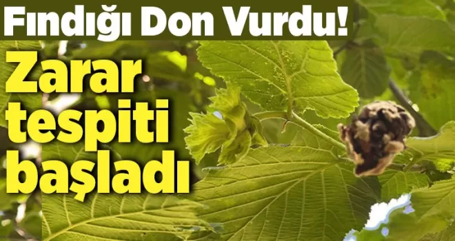 Fındığı don vurdu, zarar tespiti başladı
