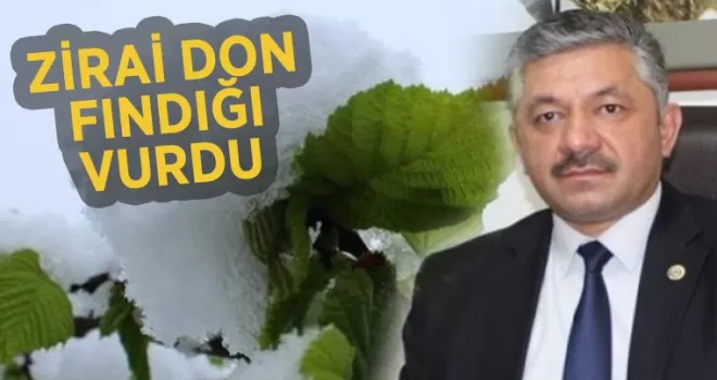 FINDIĞI ZİRAİ DON VURDU