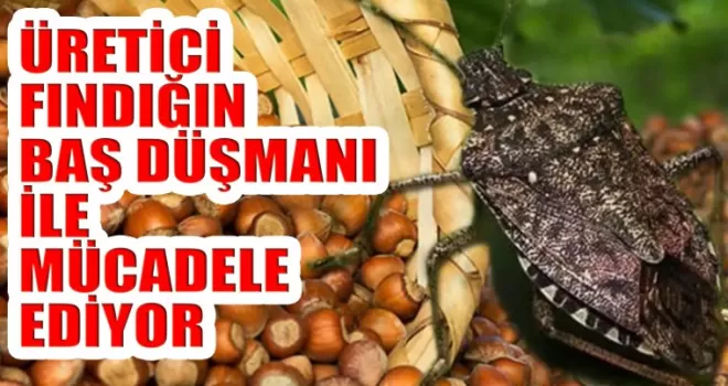 Fındığın baş düşmanı ile mücadele ediliyor!