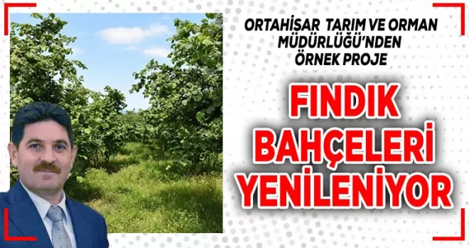Fındık bahçeleri yenileniyor