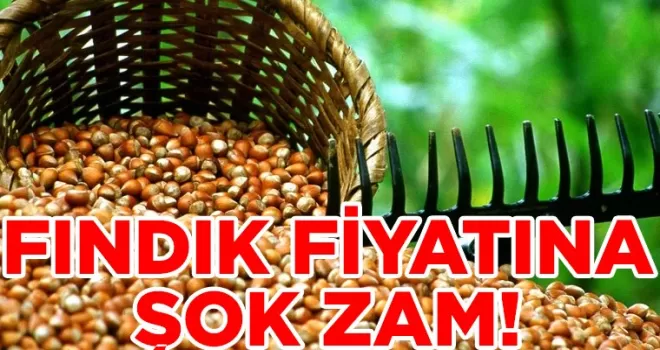 Fındık Fiyatına Şok Zam: Ziraat Odası Açıkladı, İşte Yeni Fiyatları...