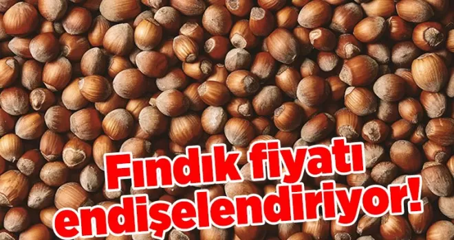 Fındık Fiyatları 117 TL’ye Gerileyerek Üretici ve Alıcıları Endişelendiriyor