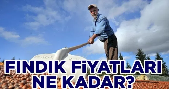 Fındık Fiyatları Düşüşte: Üreticiler Endişeli!