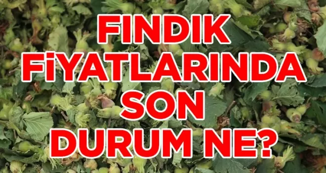 Fındık Fiyatlarında Son Durum: Üreticiler ve Tüccarlar Dikkat!