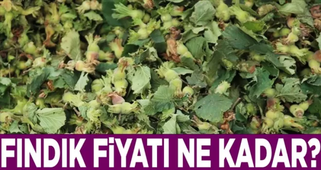 Fındık Fiyatlarında Son Durum...