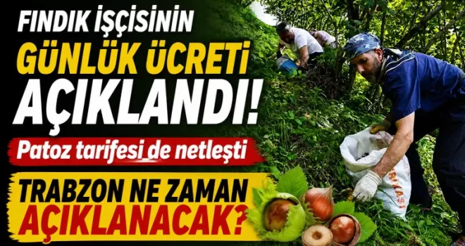 Fındık işçisinin günlük ücreti açıklandı!  